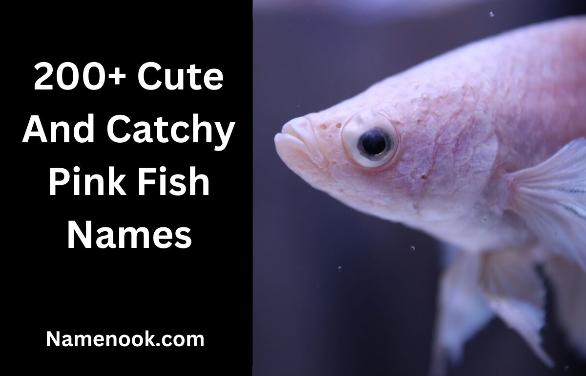 200+ Cute And Catchy Pink Fish Names