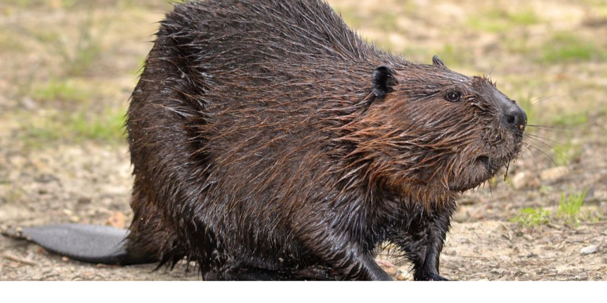 490+ Clever Beaver Names To Build A Friendship