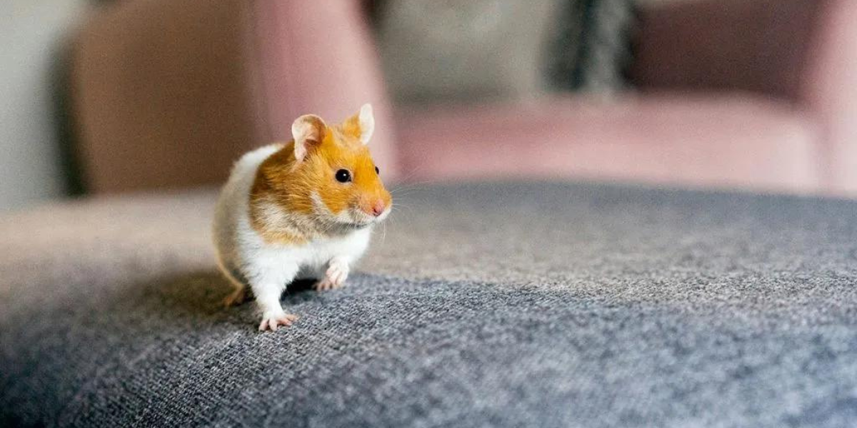 Adorable: Hamster Names To Delight Your Furry Friend