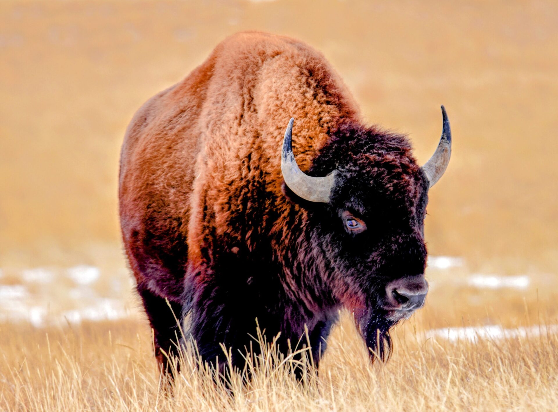 Discover Majestic Bison Names You’ll Love! By Charmfulnames