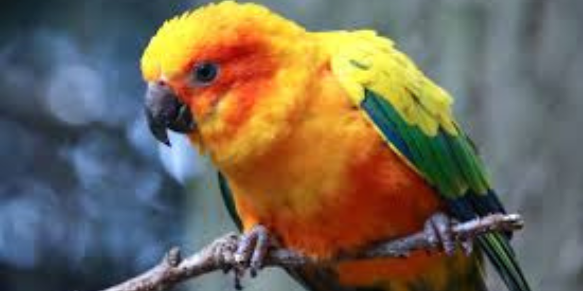 Colorful Charm: 563+ Parrot Names Revealed