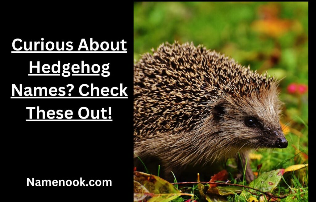 Curious About Hedgehog Names? Check These Out!