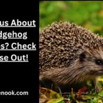 Curious About Hedgehog Names? Check These Out!