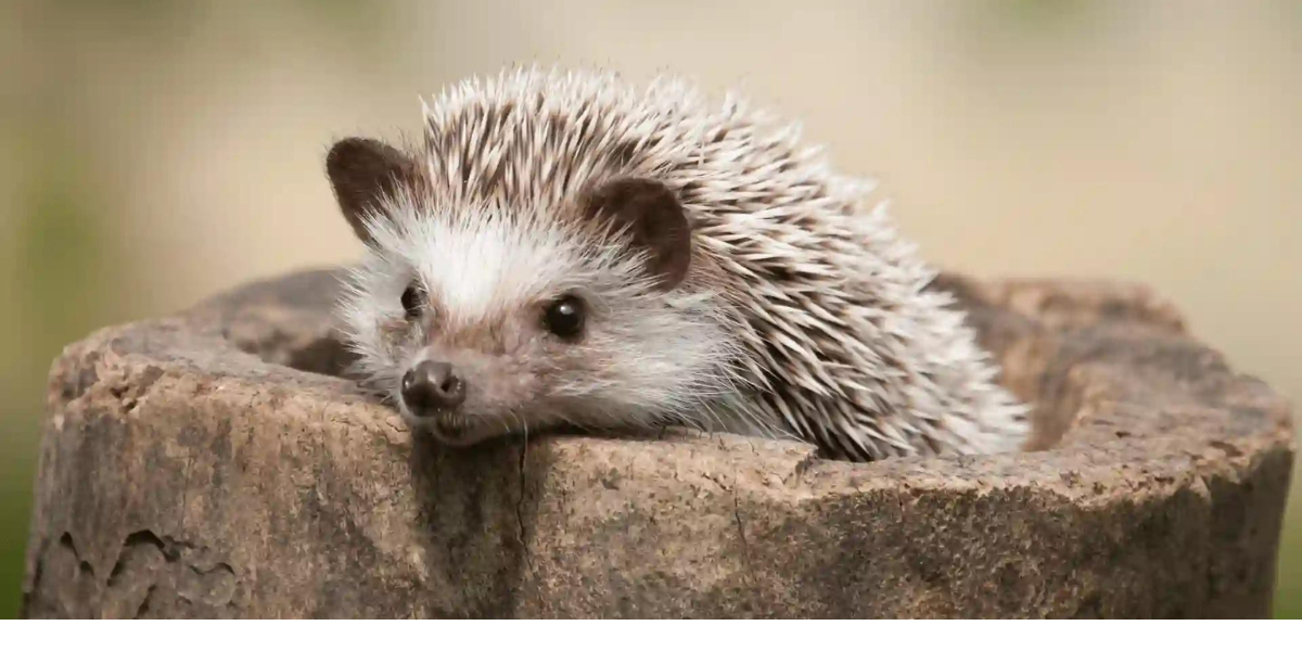 Curious About Hedgehog Names? Check These Out!