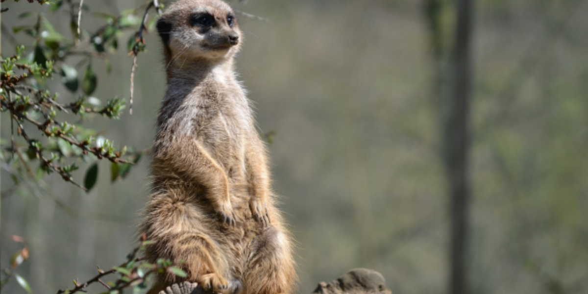 Discover 333+ Adorable and Unique Meerkat Names Today!