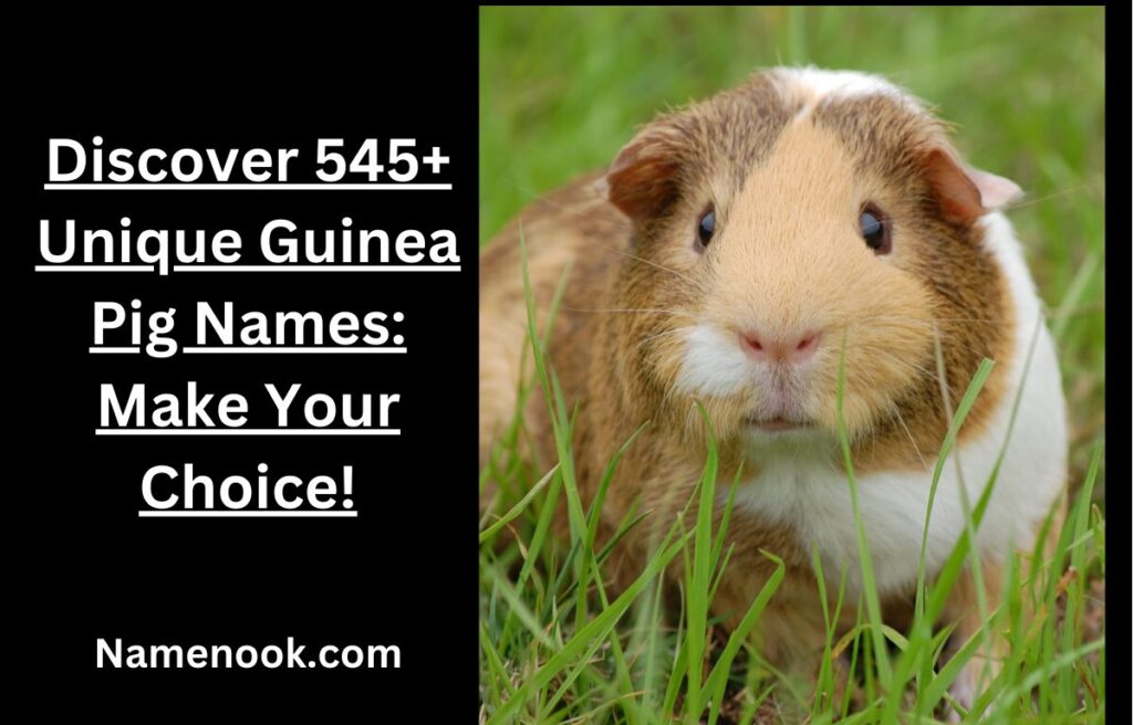 Discover 545+ Unique Guinea Pig Names: Make Your Choice!