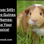 Discover 545+ Unique Guinea Pig Names: Make Your Choice!