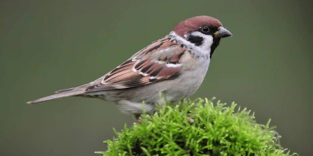 Enchanting Sparrow Names to Inspire Your Imagination