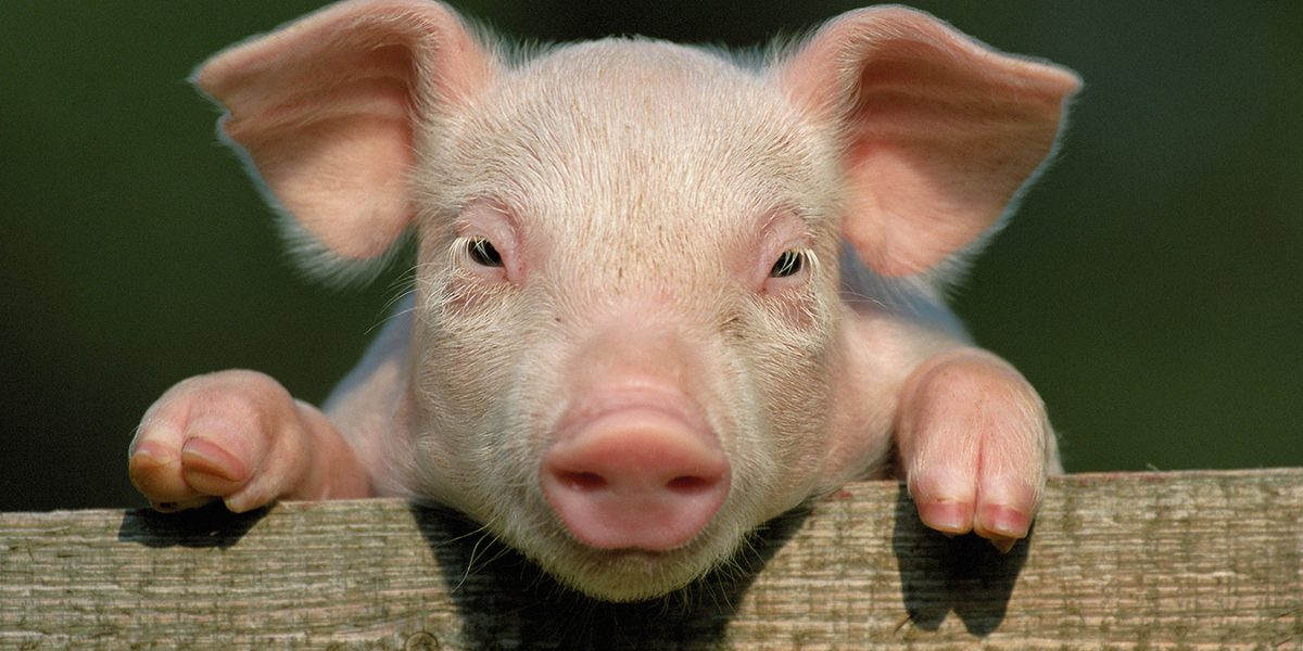 Exploring the World of Hog Names: Creative Ideas and Fun Facts