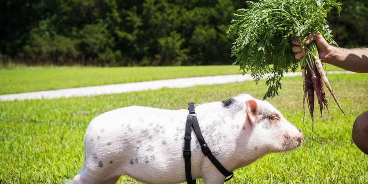 Farmyard Fun: Top Pig Names for Your Beloved Pet