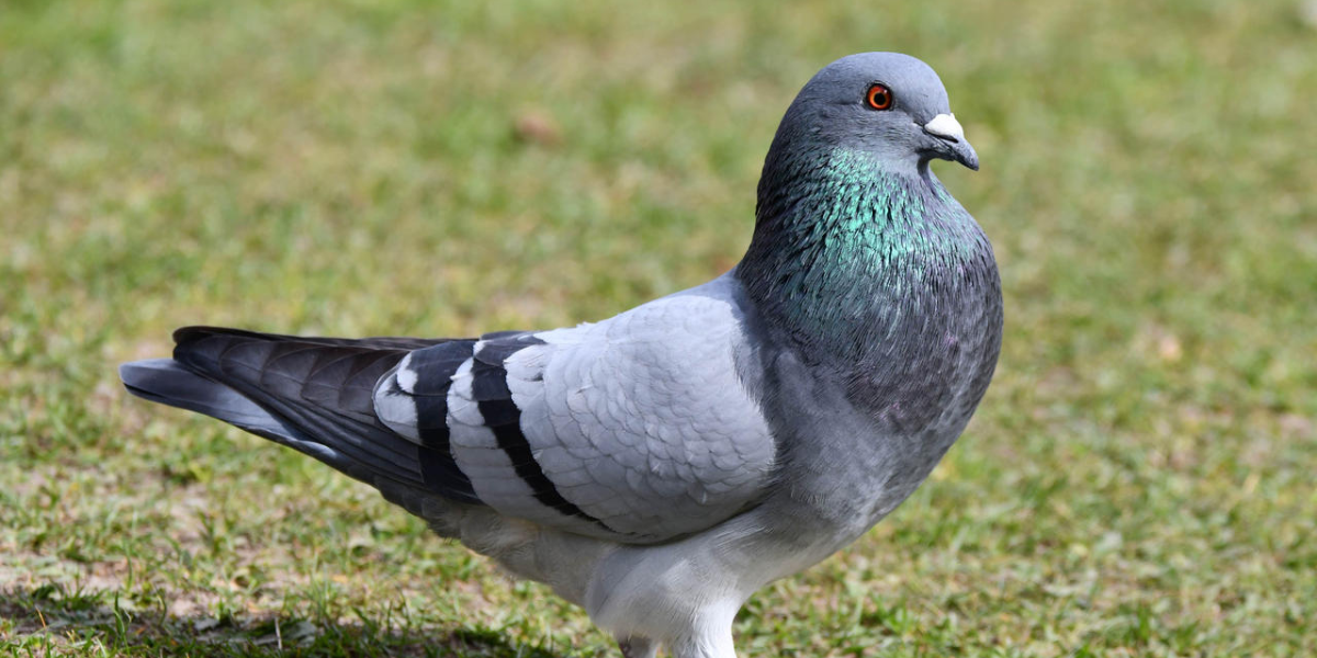 Flock Favorites: Your Ultimate Pigeon Names Collection!