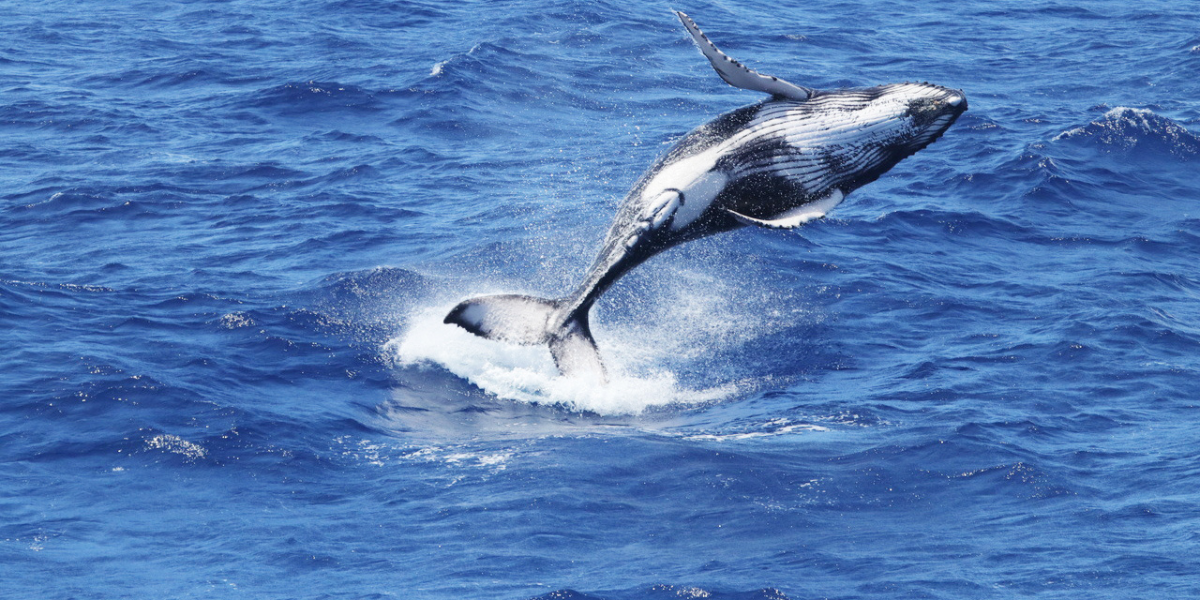 From the Arctic Depths: Cool and Cute Beluga Whale Names