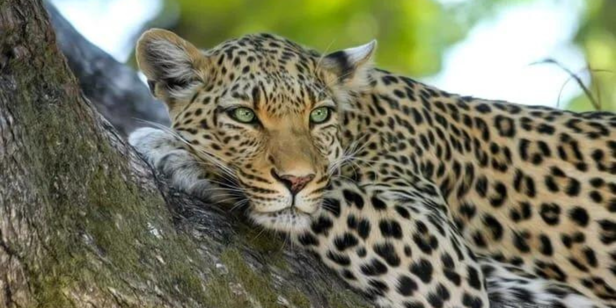 Best Leopard Names: Capturing the Wild Spirit