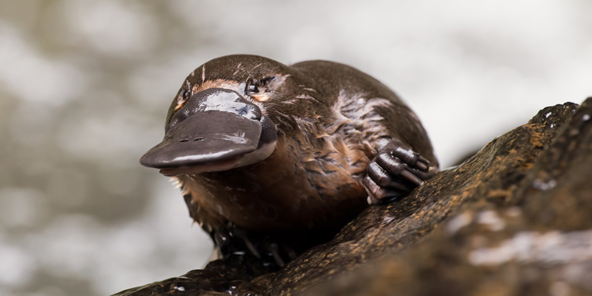 From Cute to Clever: The Best Platypus Names Revealed