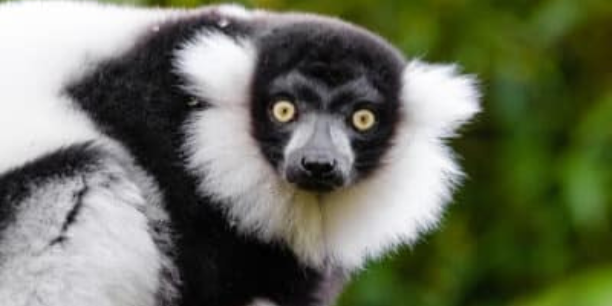 Leap into Wonder: 775+ Lemur Names Await