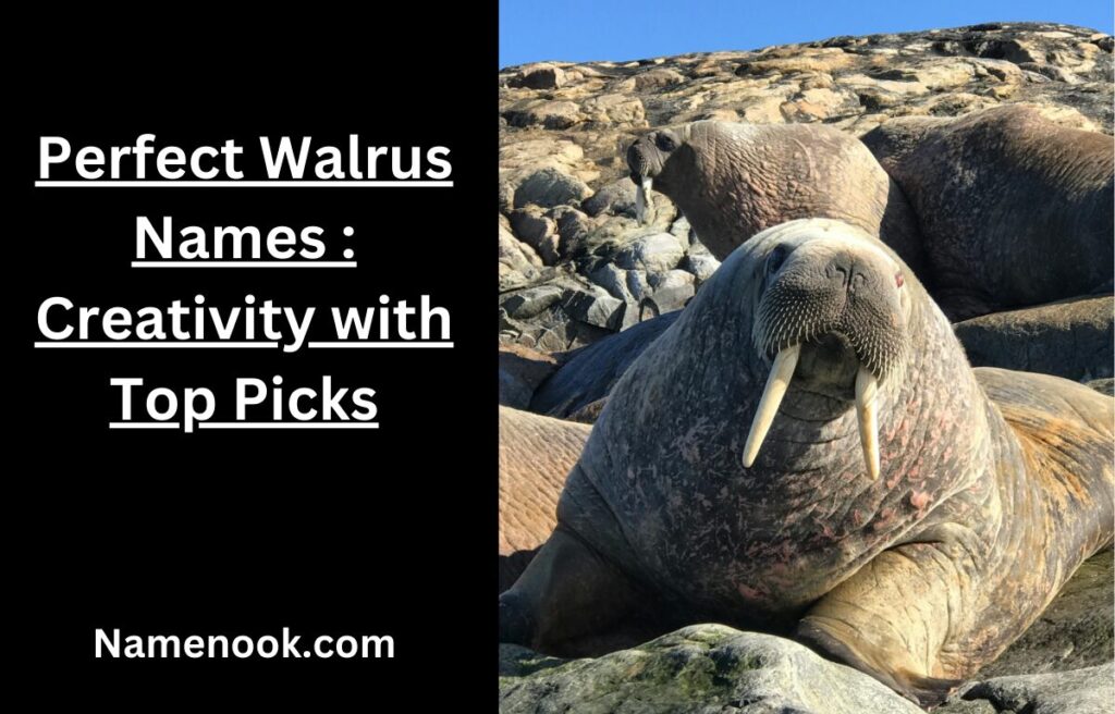 Perfect Walrus Names : Creativity with Top Picks