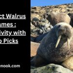 Perfect Walrus Names : Creativity with Top Picks