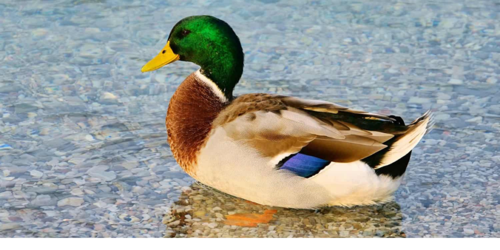 Seductive Duck Names For Aquatic Friendship