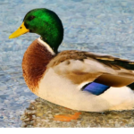 Seductive Duck Names For Aquatic Friendship