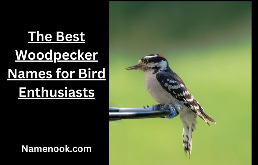 The Best Woodpecker Names for Bird Enthusiasts