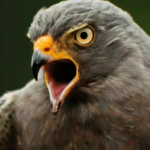 Ultimate List of Cool Hawk Names