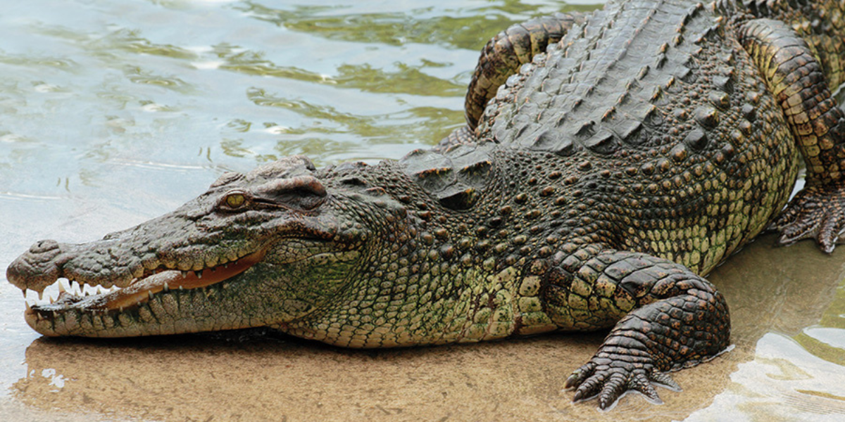 Uncover The Most Epic Crocodile Names Ever