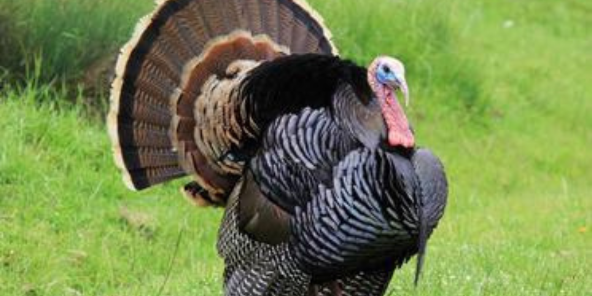 Uncover the Secrets: Turkeys Names Revealed! Charmful Names