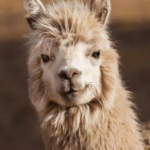 Charming Llama Names You Must See