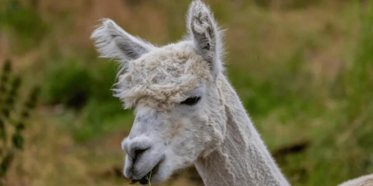 Whimsical Wonders: Explore Enchanting Alpaca Names!