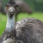 Discover Fun and Unique Emu Names You’ll Love!
