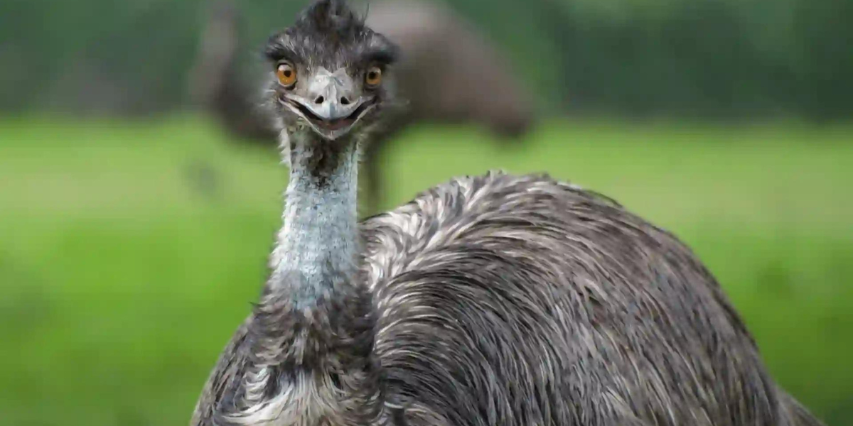 Discover Fun and Unique Emu Names You’ll Love!