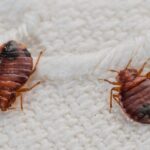 100+ Funny Response to “Don’t Let Bedbugs Bite”