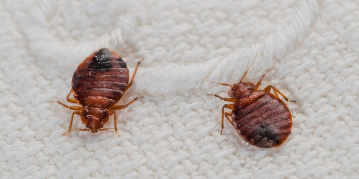 100+ Funny Response to “Don’t Let Bedbugs Bite”