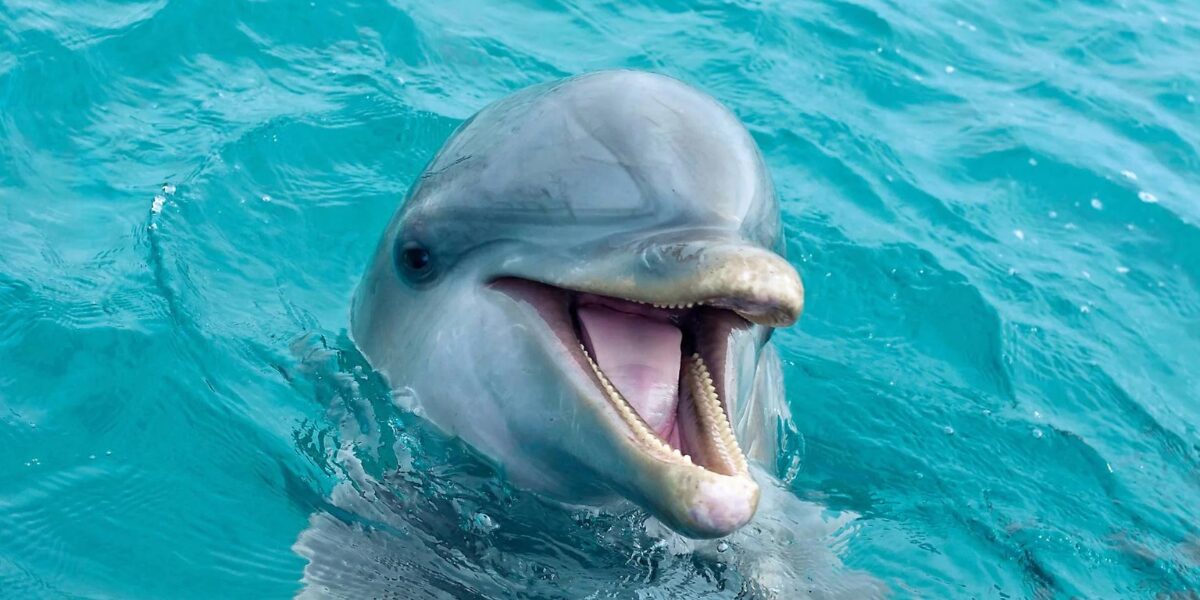 230+ Cute and Cool Dolphin Names: For Your Friends