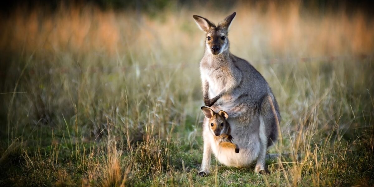 280+ Jump Starting Kangaroo Names For Your Skippy Friend