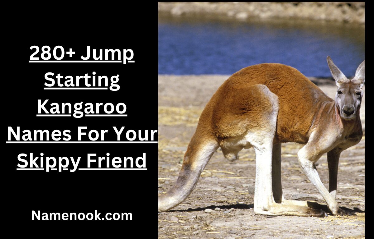 280+ Jump Starting Kangaroo Names For Your Skippy Friend