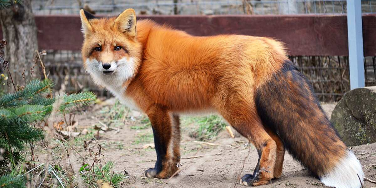 310+ Best Adorable Fox Names For Your Foxy Pal!