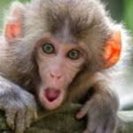 379+ Banana Buddies: (Uncover) Top Monkey Names