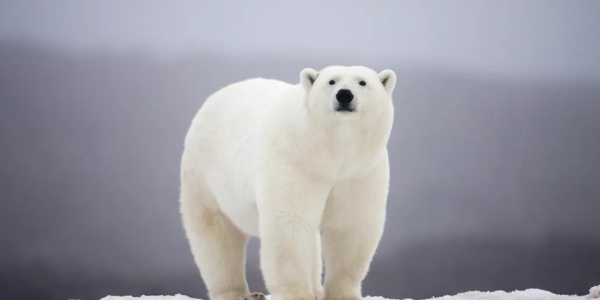 450+ North Pole Pals: Choose Memorable Polar Bear Names Now!