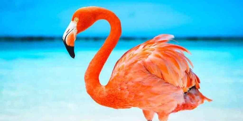 500+ Cool Funny And Catchy Flamingo Names