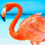 500+ Cool Funny And Catchy Flamingo Names