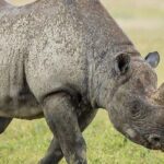 500+ Cool Funny and Badass Rhino Names In 2024