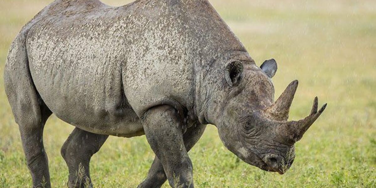 500+ Cool Funny and Badass Rhino Names In 2024