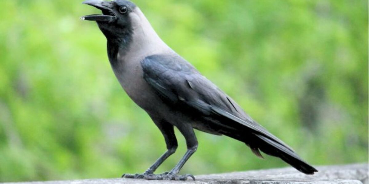 Call of the Crows: (Reveal) Top Trending Crow Names