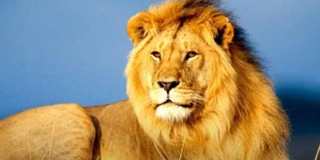 Choose Your King: (Select) Impressive Lion Names (Now)