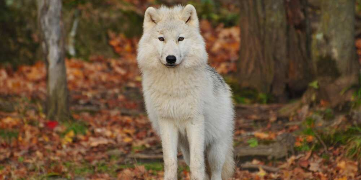 Discover Majestic Wolf Names: Unleash Wild Inspiration!