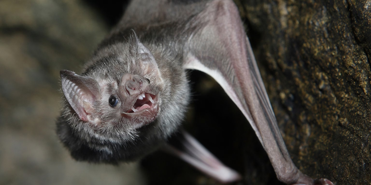 Discover Mysterious Bat Names To Awaken Your Night!