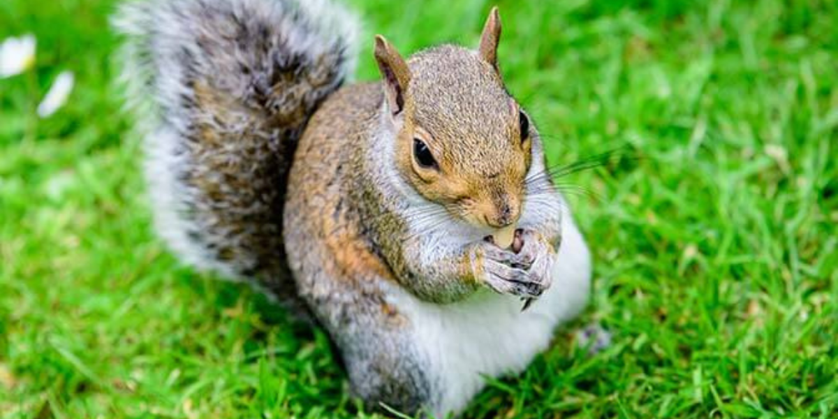 Discover Trendy Squirrel Names That Will Make You Swoon!