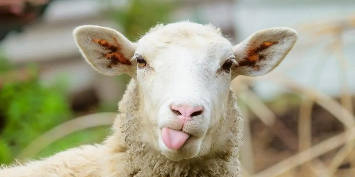 Ewe Won’t Believe: Best Sheep Names to Flock Together!