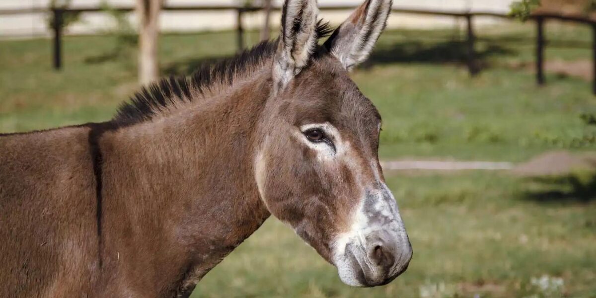 Explore (Adorable) Donkey Names: Choose Your Favorite Now!